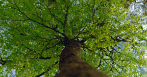 Puu kuvattuna juurelta kohti taivasta niin, että oksat ja lehdet näkyvät alhaalta päin.