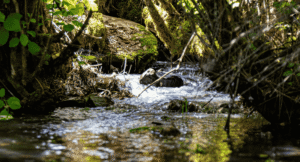 Puro valoisassa metsässä. Kuva: Unsplash.